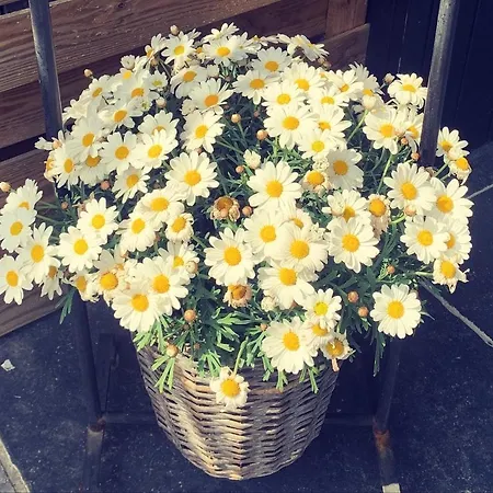 Prázdninový dům Vakantiewoning Mezik Maasmechelen